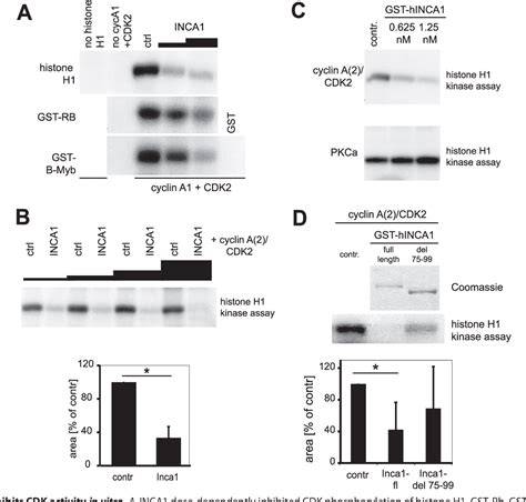 Figure From Inhibitor Of Cyclin Dependent Kinase Cdk Interacting