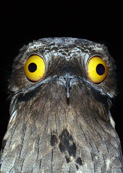 20 Nocturnal Birds That Burn the Midnight Oil (Owls, Nightjars and