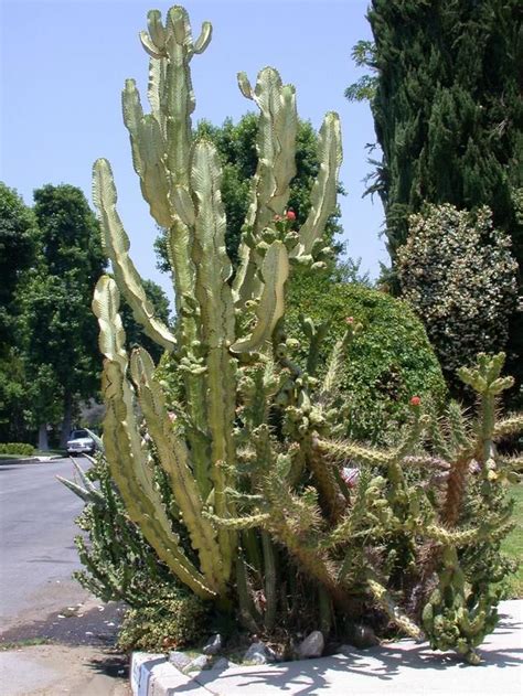 Plantfiles Pictures Variegated African Candelabra Euphorbia Ammak Var