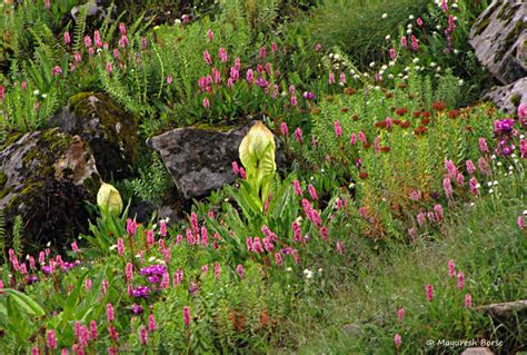 The Valley of Flowers History and Mythology | Infinite Journeys