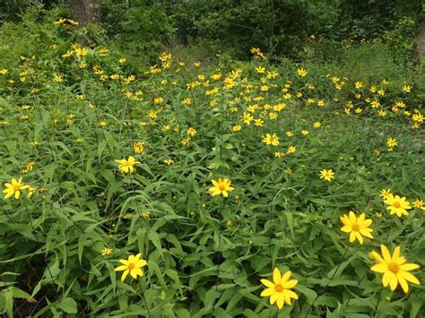 Helianthus Divaricatus Woodland Sunflower Wild Ridge Plants