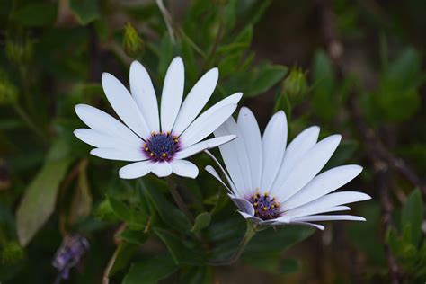 Fotos gratis naturaleza blanco hoja pétalo botánica jardín