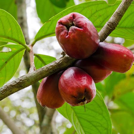 Syzygium Malaccense L Merr L M Perry