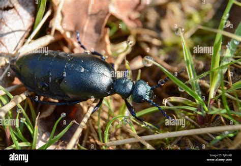 Violet Oil Beetle Meloe Violaceus Uk Stock Photo Alamy