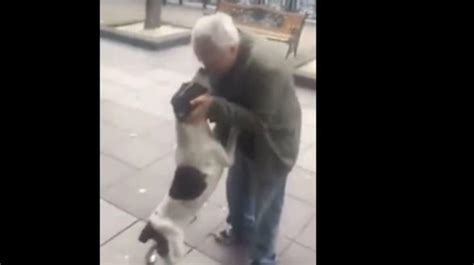 Youtube El Conmovedor Reencuentro Entre Un Perro Y Su Due O Tras Tres