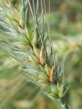 Tall Plants Get Less Sick Of Fusarium From A Recent Study On The Wheat