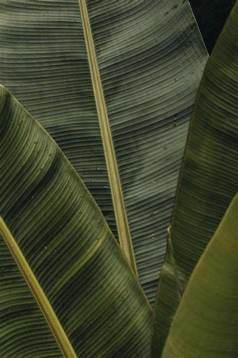 Hd Wallpaper Green Banana Leaves Leaf Leaf Texture Plant Palm