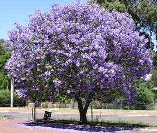 Jacaranda Tree