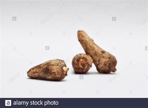 Taro root on white background. Colocasia elephant ear plant root ...