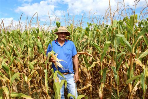 Lavouras de milho seguem bom desenvolvimento em Gaúcha do Norte