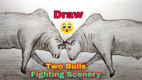 How To Draw Two Bulls Fighting Scenery Draw Bulls Fighting Drawing