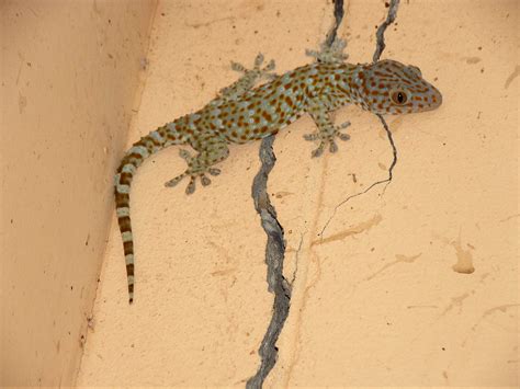 Gekko Gecko Linnaeus 1758 Gekkonidae Tokay Gecko Call Flickr