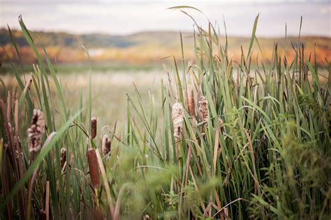 Clump Of Cattails Michiganphotography