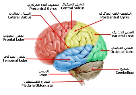 معلومات عن الدماغ