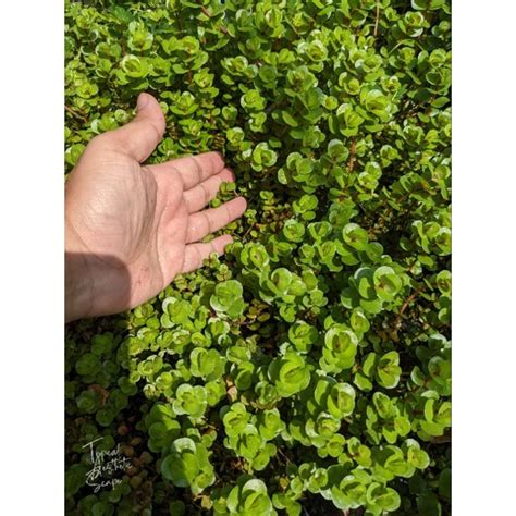 Rotala Macrandra Kaas Emersed Shopee Malaysia