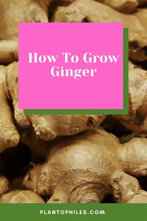 How To Grow Ginger From Root 7 Essential Steps You Need To Know