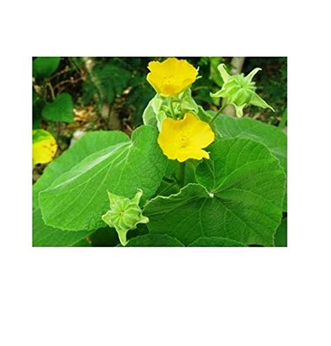 Famous Garden Live Atibala Abutilon Indicum Plant Medicinal Plant With Pot Outdoor Plant