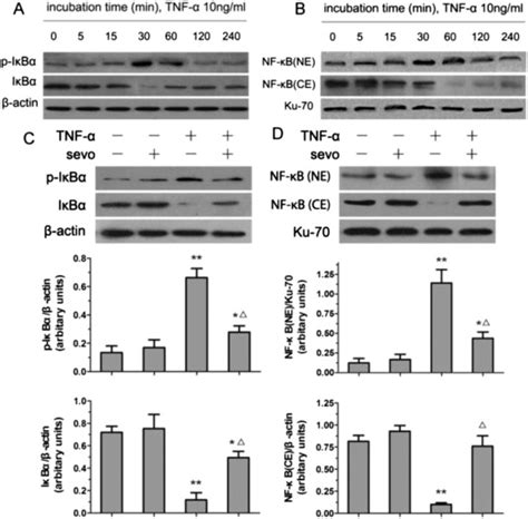 Sevoflurane Pretreatment Suppresses Tnf α Stimulated Nf κb Activation