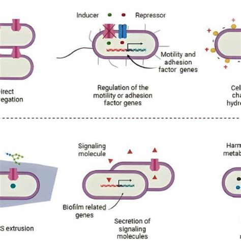 Possible Roles Of Efflux Pumps In Biofilm Development Process This Download Scientific Diagram