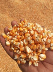 Yellow Maize At Best Price In Khandwa SETHI AGRITECH PRIVATE LIMITED