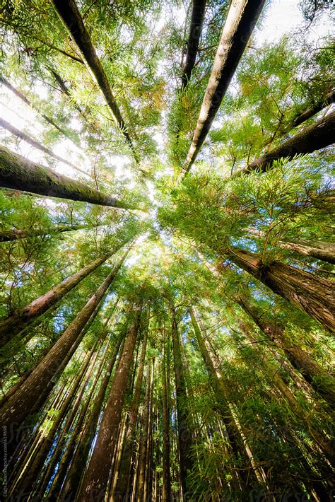 Tall Trees Growing In Forest In Summer By Stocksy Contributor Chris