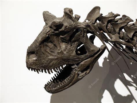 Premium Photo Carnotaurus Plesiosaurios Dinosaur Skeleton Skull Detail Reconstruction