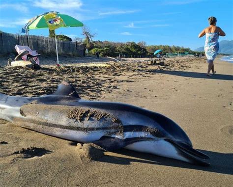 Delfino Trovato Morto In Spiaggia A Giannella