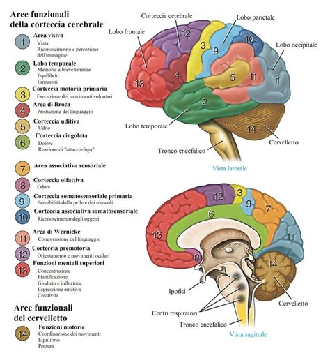 Corteccia Cerebellare Fisioterapia Rubiera