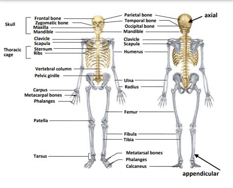 206 Bones Name List PDF Download | Human Skeleton