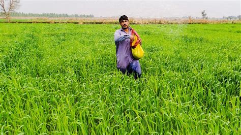 Fertilizing The Wheat By Hand Beautiful Green Crop Of Wheat Village