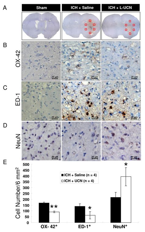 Immunohistochemical Analysis Of Microglial Activation And Neuronal Loss