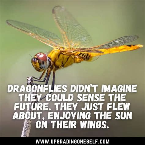 dragonfly Quotes (2) - Upgrading Oneself