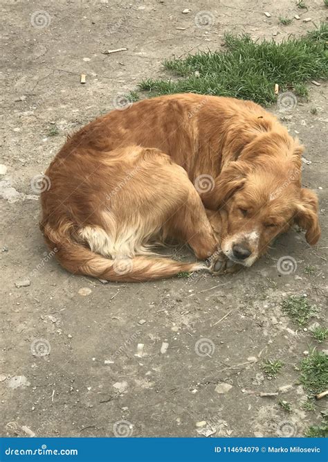 Perros Tristes De La Calle Imagen De Archivo Imagen De Suelo 114694079