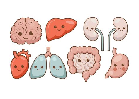 cartoon illustration of human anatomy organ 23230169 Vector Art at Vecteezy