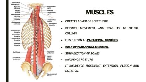 Lumbar Spine Muscles Anatomy