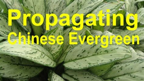 Chinese Evergreen | Propagation | Repotting | Chinese evergreen ...