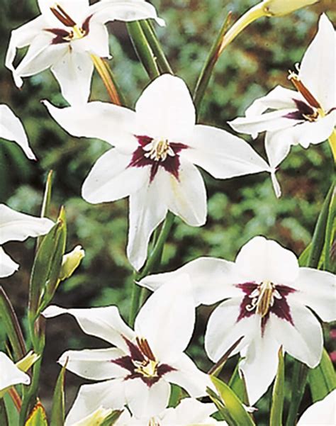 Acidanthera murielae Bulbs | Bloms Bulbs