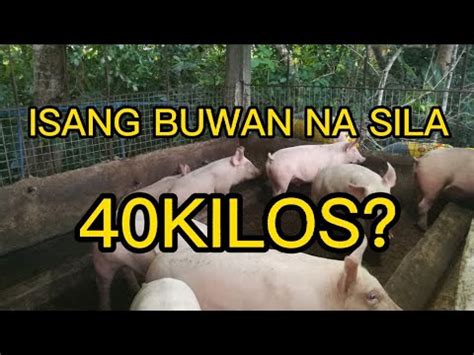 Sekreto Para Ganadong Kumain Ang Mga Baboy YouTube