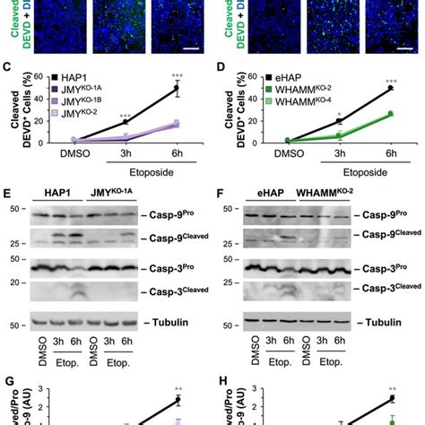 Initiator And Executioner Caspase Cleavage Is Inefficient In The