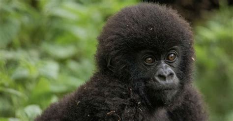 Tage Gorilla Trekking Tour Getyourguide