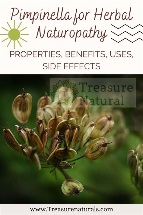 Pimpinella For Herbal Naturopathy Properties Benefits Uses Side