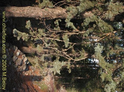 Descripción e imágenes de Cupressus sempervirens Ciprés italiano