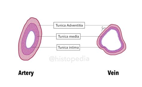 Cross-sectional Histology of Artery and Vein | Arteries, Arteries and veins, Bladder