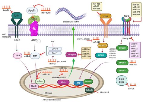 Frontiers Pivotal Role of TGF β Smad Signaling in Cardiac Fibrosis