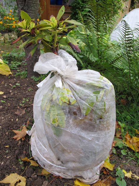 Comment protéger les plantes du froid Blog Ma maison mon jardin