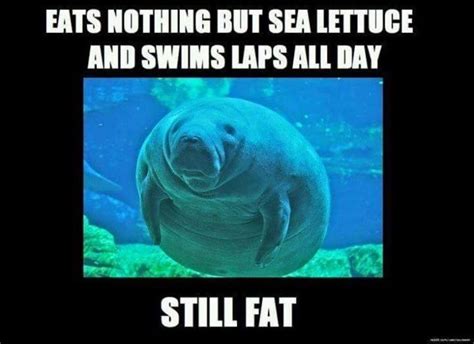 Manatee Humor Jokes Funnymemes Florida Manatee Manatees Funny