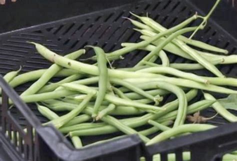 Faut Il Faire Tremper Les Haricots Vert Avant De Les Semer Tout Faire