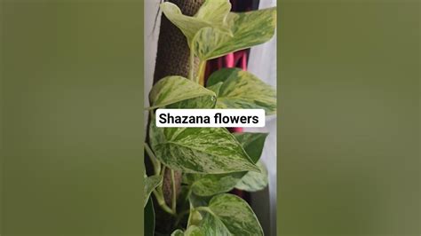 Karibu Shazana Flowers Napatika Mbezi Makonde 0658177549 Youtube