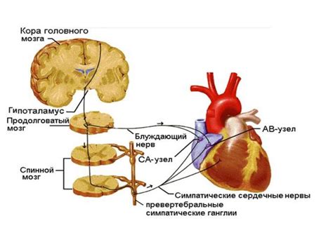 Нейрогуморальная регуляция сердца и сосудов - презентация онлайн