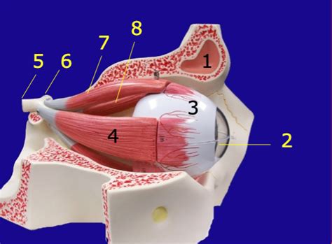 Eye In Orbit Lateral Diagram Quizlet